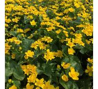 Carbeth Plants Pond Plants For Small Ponds - 3 X 9Cm Pot Caltha Palustris Marsh Marigold