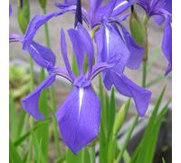 Carbeth Plants Pond Plants For Small Ponds - 3 X 9Cm Pot Laevigata Iris - Live Marginal Ponds Plant - Perennial Outdoor Pond Plan