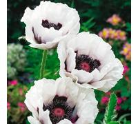 Carbeth Plants - Poppy Perry's White Plant in 1 Litre Pot - Established Papaver for Outdoor Growing - Pure White Flowers