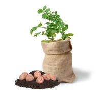 Carbeth Plants Potato Seed Growing Kit - With Soil, Seed Potatoes & Growing Bag - Beginner Friendly