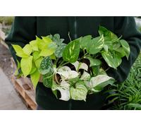 Carbeth Plants Pothos Collection - 4 Plant Mix - House Plant Collection 10Cm Pot Size