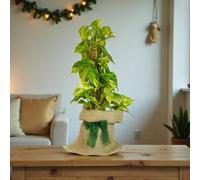 Carbeth Plants Pothos On Moss Pole Gift Wrapped - Fast Growing Indoor Climber Plant Gift