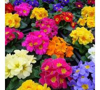 Carbeth Plants Primrose Primula 12 X Bright Mix Flowering Bedding Plants - Hardy Low Maintenance Outdoor Garden Ready Perennial Shrubs