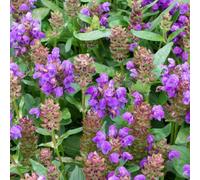Carbeth Plants Prunella Grandiflora Violet 2 X 1L Pot - Self Heal Hardy Semi Evergreen Ground Cover Perennial - For Beds, Borders & Path Edges
