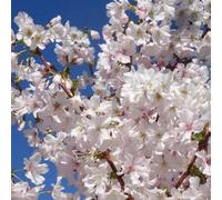 Carbeth Plants Prunus Brilliant Plant - Alpine Cherry Bush - 9Cm Pot - Flowering Cherry Tree