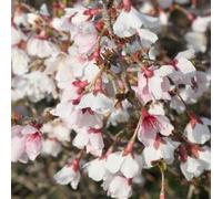 Carbeth Plants Prunus Incisa Kojo-No-Mai - Fuji Cherry Plant In 9Cm Pot - Spring/autumn Colour