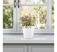 Carbeth Plants Purple Sage Plant In 14Cm Pot - Ideal For Garden, Patio & Kitchen