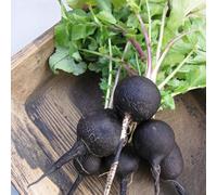 Carbeth Plants Radish Black Spanish Plant 1 X 6 Pack - Hardy Edible Winter Veg For Uk Gardens