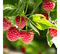 Carbeth Plants Raspberry Cascade Delight Fruit Plant In 9Cm Pot - Easy Grow Fruit Bush For Gardens & Allotments