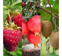 Carbeth Plants Raspberry, Pomegranate & Kiwi Fruit Plant Mix - 3 Fruit Plants In 9Cm Pots