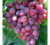 Carbeth Plants Red Grape Plant In 9Cm Pot - Fruit Plants - Grow Your Own Fruit Garden