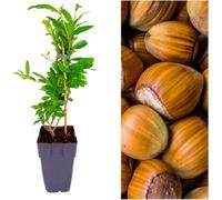 Carbeth Plants Red Hazelnut Tree - Corylus Red Zellernut - 40-50Cm In Height With Edible Fruit