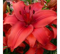 Carbeth Plants Red Highland Asiatic Lily 12 X Summer Bulbs - Bright Seasonal Plants For Borders & Pots