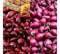 Carbeth Plants Red Onion Set 500G Mix - Red Winter & Electric Autumn Planting Winter Hardy Vegetable Bulbs - Sweet Flavoured Easy To Grow