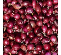 Carbeth Plants Red Onion Sets Red Winter 500G - High Yield Autumn Planting Vegetable Bulbs Plant Now
