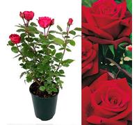 Carbeth Plants Red Rose Bush Deep Secret - Floribunda Hybrid Tea Rose In A 3L Pot