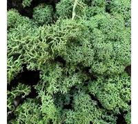 Carbeth Plants Reindeer Moss 500g Box - Natural Preserved Moss for Crafts, Terrariums, Wreaths & Floral Displays - Soft & Decorative for Home Décor & Plant Dressing (Dark Green)