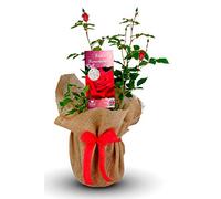 Carbeth Plants Remembrance Git Wrapped Red Memorial Rose Bush in 3L Pot