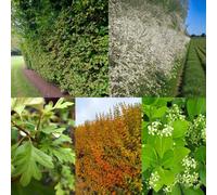 Carbeth Plants Rhs Pollinator Friendly 50 X Bare Root Hedging Mix - Native Wildlife Hedge