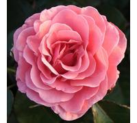 Carbeth Plants Rose Bush 'amazing Grace' - Blousy Hybrid Tea Fragrant Rose Bush In 3 Litre Pot