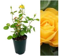 Carbeth Plants Rose Bush Arthur Bell - Floribunda Rose In A 3 Litre Pot