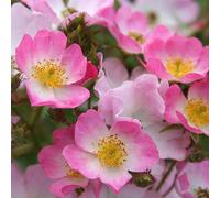 Carbeth Plants Rose Bush 'ballerina' - Hybrid Musk Shrub Rose Bush In 3 Litre Pot