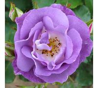 Carbeth Plants Rose Bush' Blue For You' In 3L Pot - Rare Lavender Blue Highly Fragrant Outdoor Floribunda Potted Rose Plant