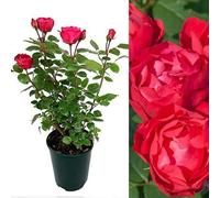Carbeth Plants Rose Bush Cherry Bonica - Floribunda Rose Bush For The Garden In A 3 Litre Pot