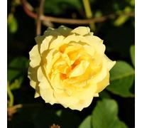 Carbeth Plants Rose Bush Chinatown In 3 Litre Pot - Fragrant Bi-Coloured Floribunda Rose Plant