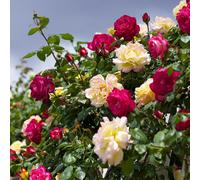 Carbeth Plants Rose Bush Climbing Trio in 3 Litre Pot - Three Mixed Growing Climbing Rose Bushes in One Pot - Ideal for Beds, Borders or Patio Planti