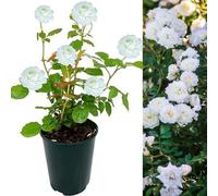Carbeth Plants Rose Bush Ice Cream - Floribunda White Rose Bush For The Garden In A 3 Litre Pot (1 Plants)