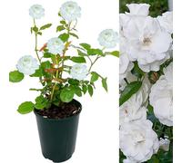 Carbeth Plants Rose Bush Iceberg - Floribunda White Hybrid Tea Rose In A 3L Pot