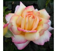Carbeth Plants Rose Bush 'peace' - Two-Toned Hybrid Tea Scented Rose Bush In 3 Litre Pot
