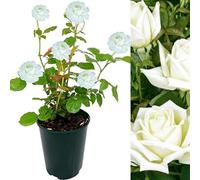 Carbeth Plants Rose Bush Polar Star - Floribunda White Hybrid Tea Rose In A 3L Pot