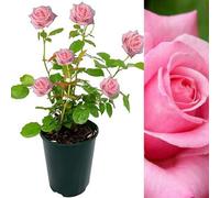 Carbeth Plants Rose Bush Prima Ballerina - Floribunda Pink Hybrid Tea Rose In A 3L Pot
