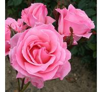 Carbeth Plants Rose Bush "queen Elizabeth"- Traditional Pink Scented Rose Bush In A 5 Litre Pot