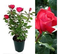 Carbeth Plants Rose Bush Red Devil - Hybrid Tea Red Rose Bush In A 3L Pot