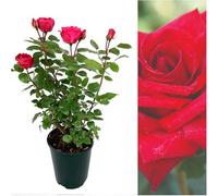 Carbeth Plants Rose Bush Royal Willliam - Red Hybrid Tea Rose Bush For The Garden In A 3Litre Pot (1)