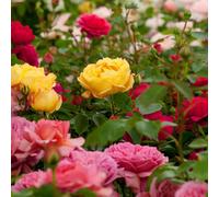 Carbeth Plants Rose Bush Trio In 3L Pot - 3 Mixed Growing Rose Bushes In One Pot - Ideal For Patio Pots, Beds And Borders