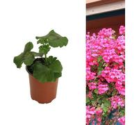 Carbeth Plants Rose Pink Trailing Geranium 1 X Plant In 9Cm Pot - Ivy Geranium Summer Garden Shrub For Hanging Baskets, Window Boxes & Patio Pots
