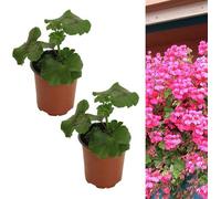 Carbeth Plants Rose Pink Trailing Geranium 2 X Plant In 9Cm Pot - Ivy Geranium Summer Garden Shrub For Hanging Baskets, Window Boxes & Patio Pots