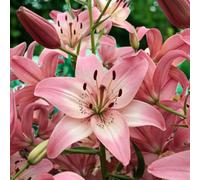 Carbeth Plants Rosellas Dream Asiatic Lily 50 X Summer Bulbs - Bright Seasonal Plants For Borders & Pots