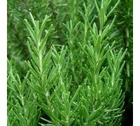 Carbeth Plants Rosemary Herb Plant In 14Cm Pot - Upright Evergreen Plant - Ready To Plant