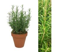 Carbeth Plants Rosemary Herb Plant In 15Cm Terracotta Pot - Evergreen Culinary Gardening Gift