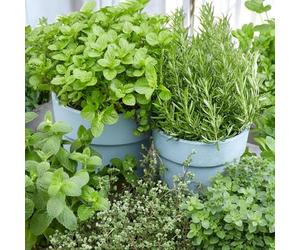 Carbeth Plants Rosemary Herb Plant In 18Cm Pot - Fresh Culinary Herbs For Garden, Patio & Kitchen