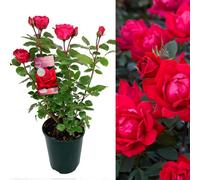 Carbeth Plants Ruby Wedding Rose Bush - 40Th Wedding Anniversary Plant - Give A Living Gift