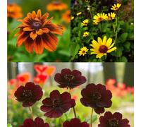 Carbeth Plants Rudbeckia Prarie Sun, Heliopsis Summer Nights & Cosmos Atrosanguineus 9 X Bare Root Mix