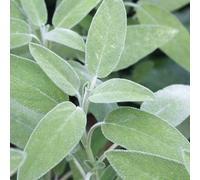 Carbeth Plants Sage Herb Plant In 18Cm Pot - Fresh Culinary Herbs For Garden, Patio & Kitchen