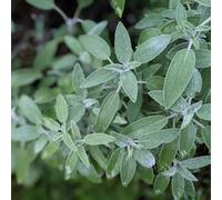 Carbeth Plants Sage Herb Plant In 25Cm Pot - Fresh Culinary Herbs For Garden, Patio & Kitchen