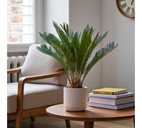 Carbeth Plants Sago Palm In 12Cm Pot - Architectural Indoor Palm With Glossy Fronds - Easy Care